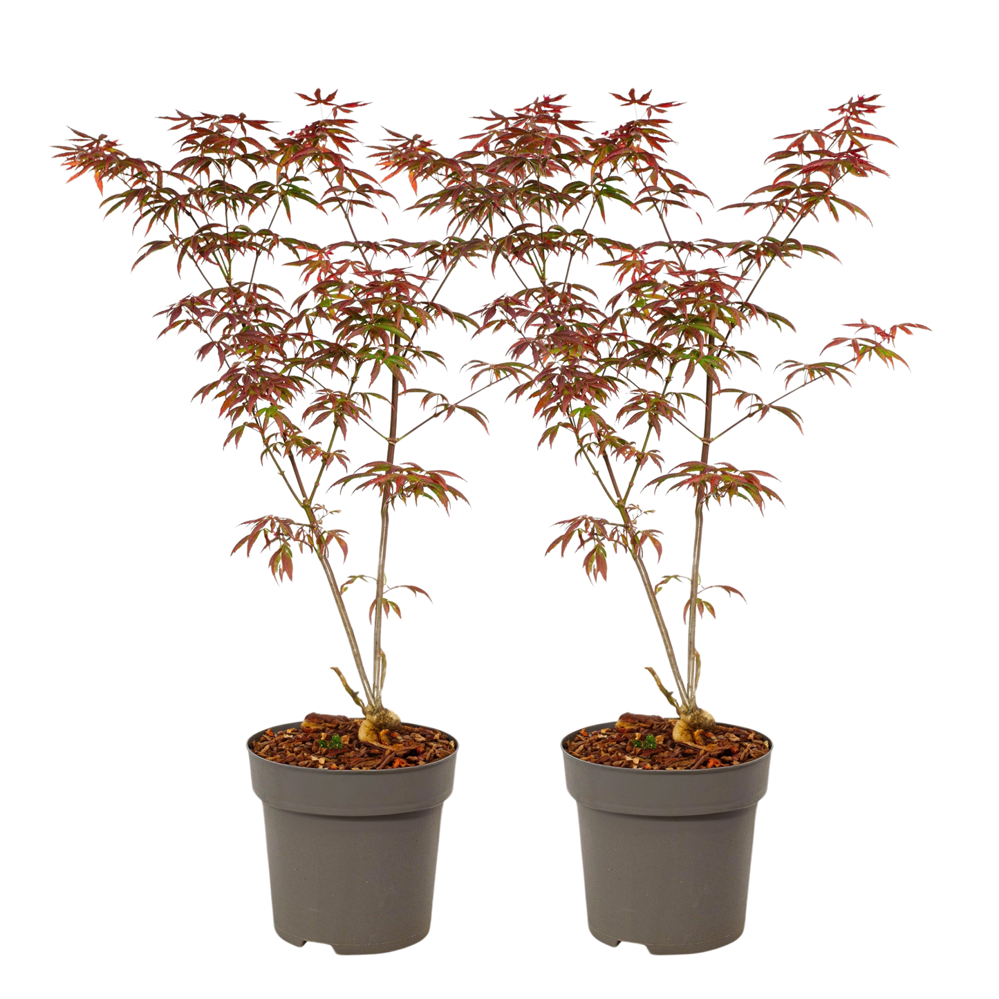 Arce Japonés - 2 Pzs - Acer Palmatum 'starfish' - Altura 60-70cm - ⌀19cm