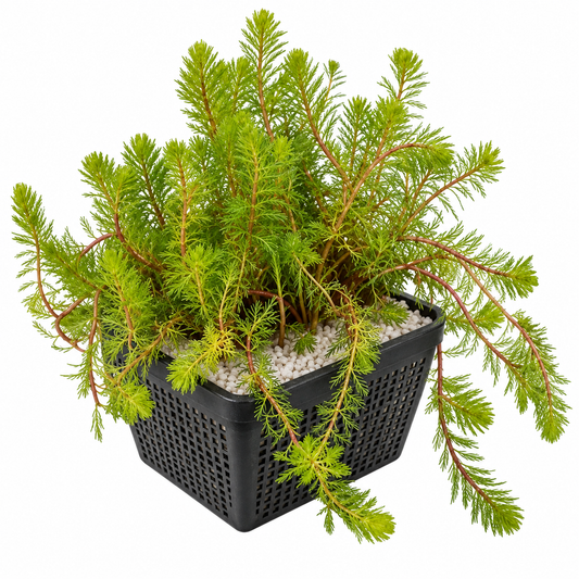 Milhojas Myriophyllum Rubricaule Estanque - Set 4 Plantas Con Cesta Y Sustrato_0
