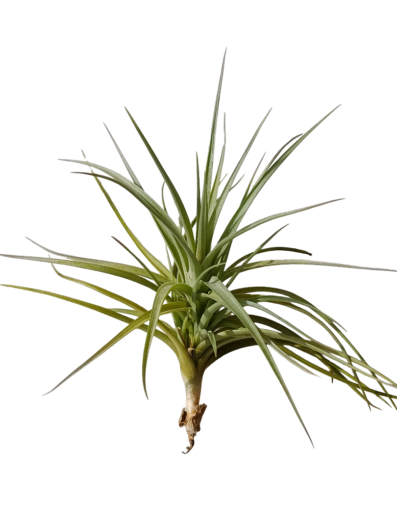Tillandsia Tenuifolia Planta Natural Clavel Del Aire_0