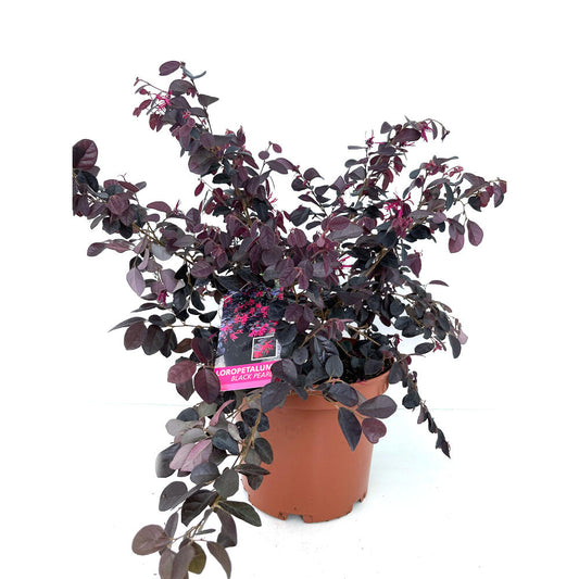 Loropetallum Chinensis 5l M15 50cm_0