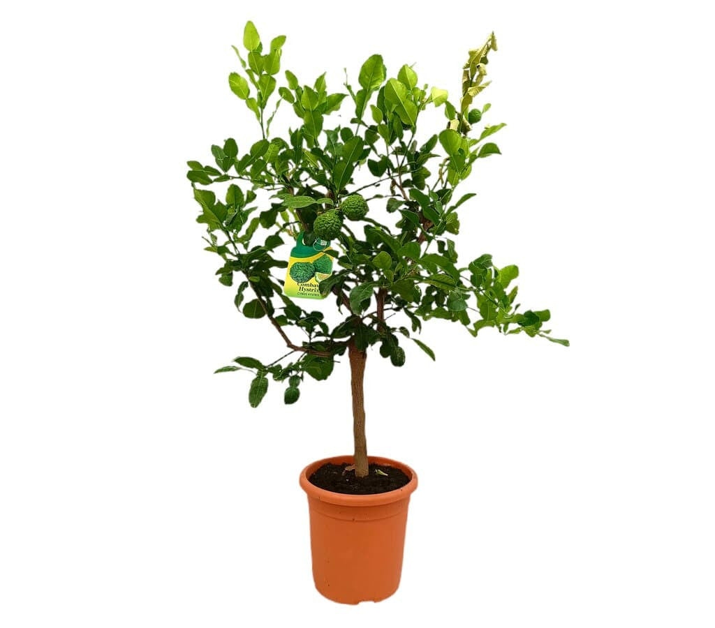 Lima Hystrix M21 60-80cm (kaffir)_0