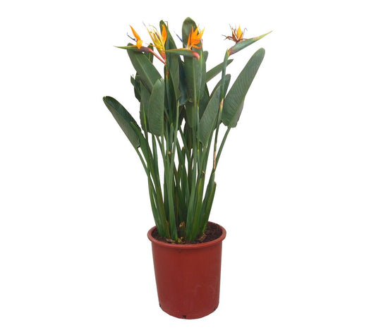 Strelitzia Regina M32 (ave Del Paraíso)_0