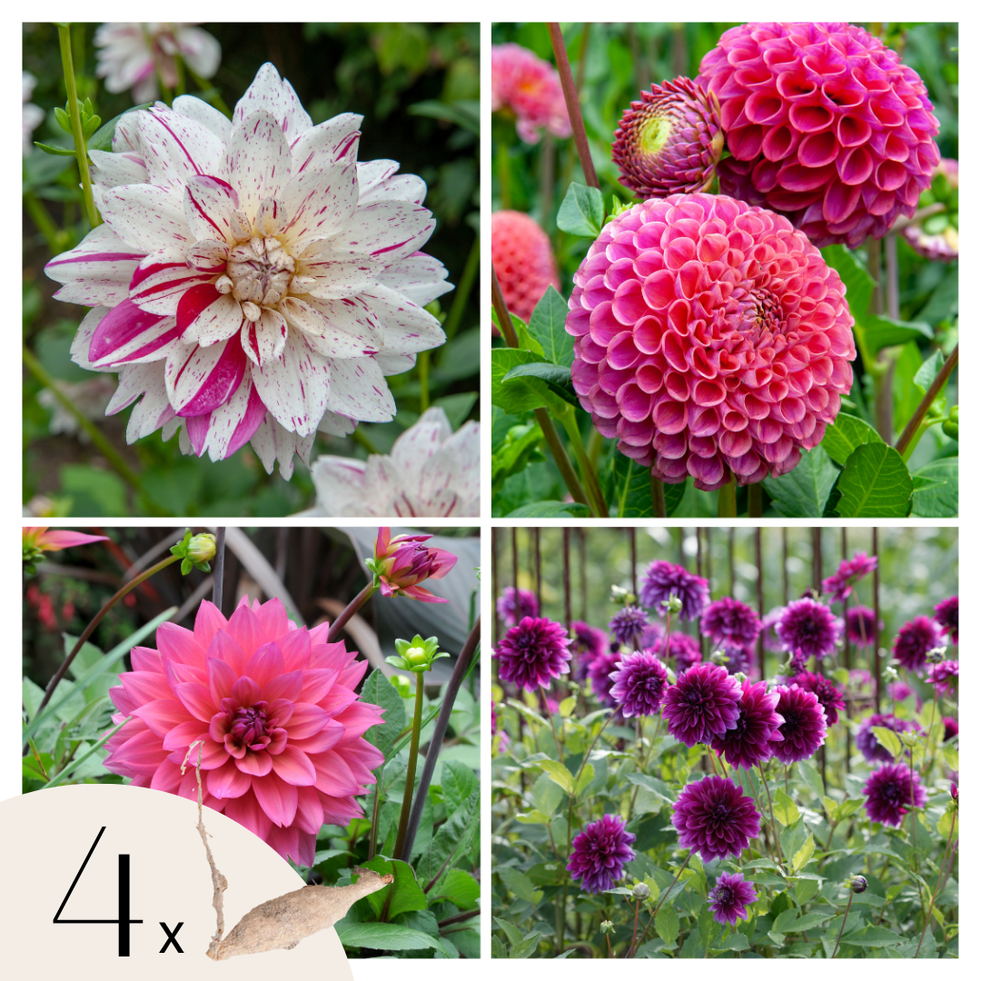 Tubérculos De Dalia - 4 Pzs - Dahlia 'bouqet Sunrise'_0
