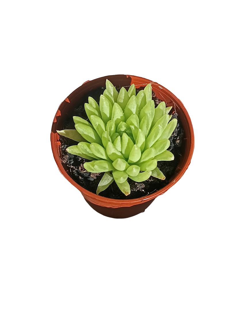 Haworthia Kikuhigasa Planta Suculenta Ø5 Cm