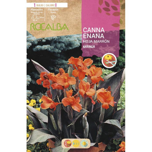 Bulbo Canna Enana Hoja marrón Naranja 1 unidad (I)