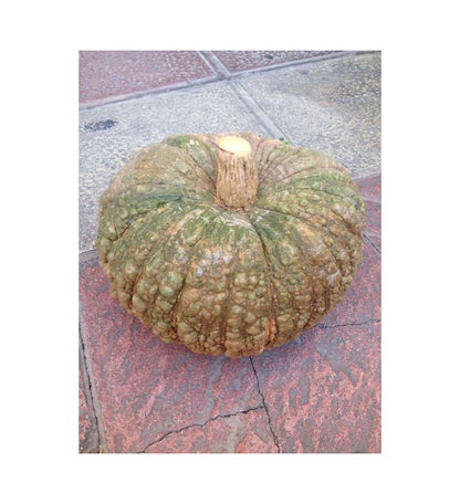 Plantón Calabaza De Totanera (redonda) (10 Unidades)_2