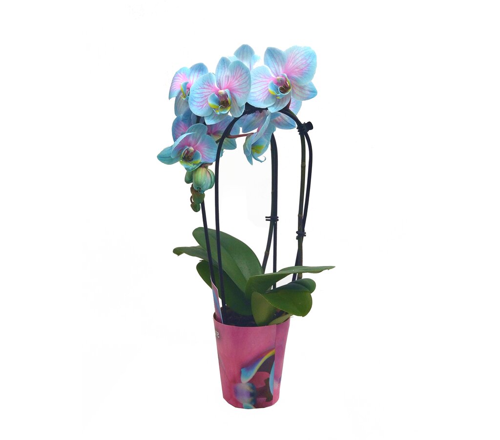 Phalaenopsis Wonder Cascada 2t M9_1