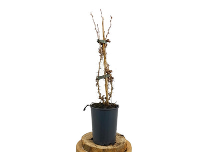 Ribes Uva-crispa Captivator M12 30cm_1