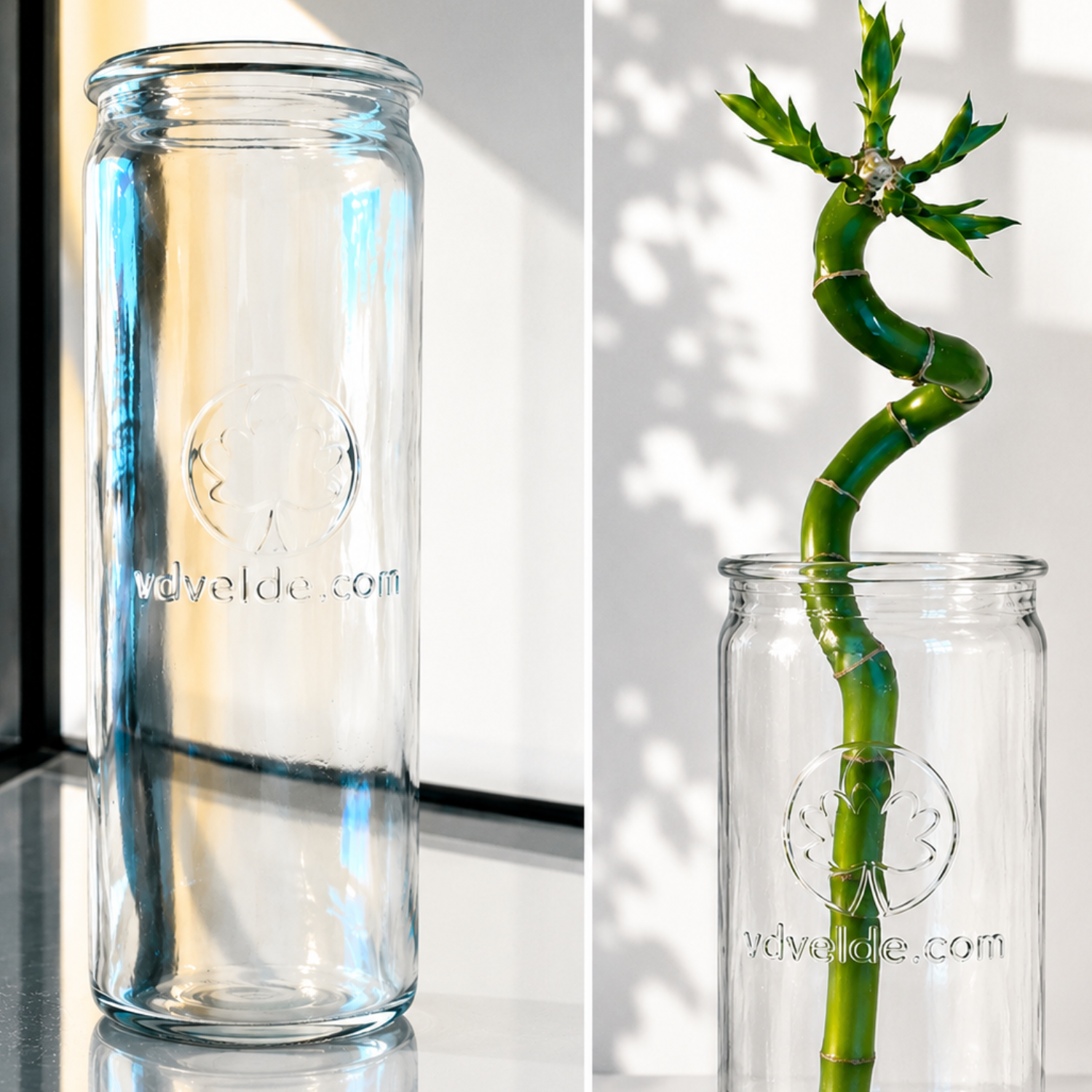 Lucky Bamboo (bambú) 3x Dracaena Sanderiana - Planta, Vidrio Y Piedras - 40-45cm_3