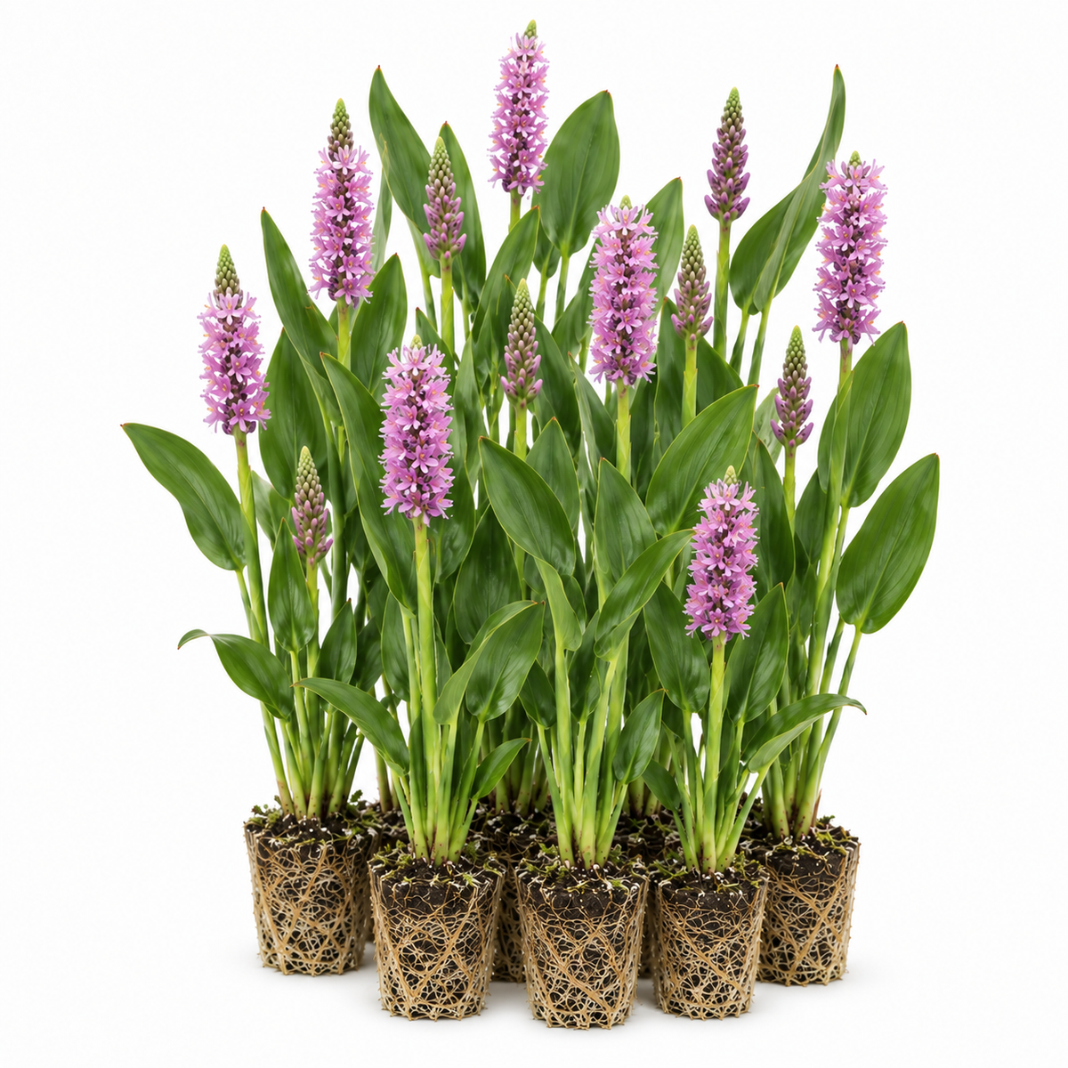 Pontederia Rosa - Pontederia Cordata - 12 Plantas_0