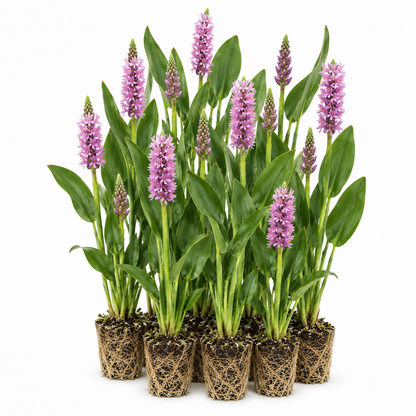 Pontederia Rosa - Pontederia Cordata - 12 Plantas_0