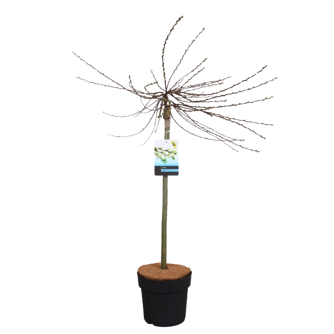 Sauce Arbustivo - Salix Repens 'iona' - Altura 80-90cm - ⌀19cm_0