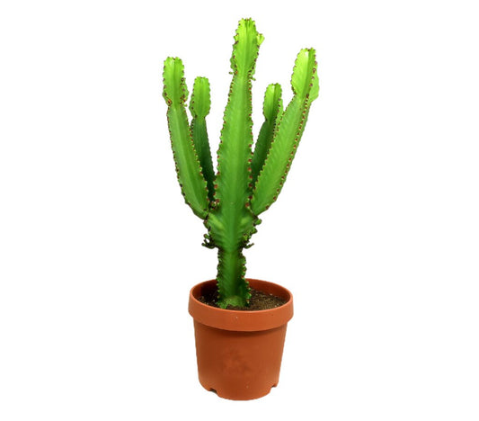 Euphorbia Ingens M32 100-120cm_0