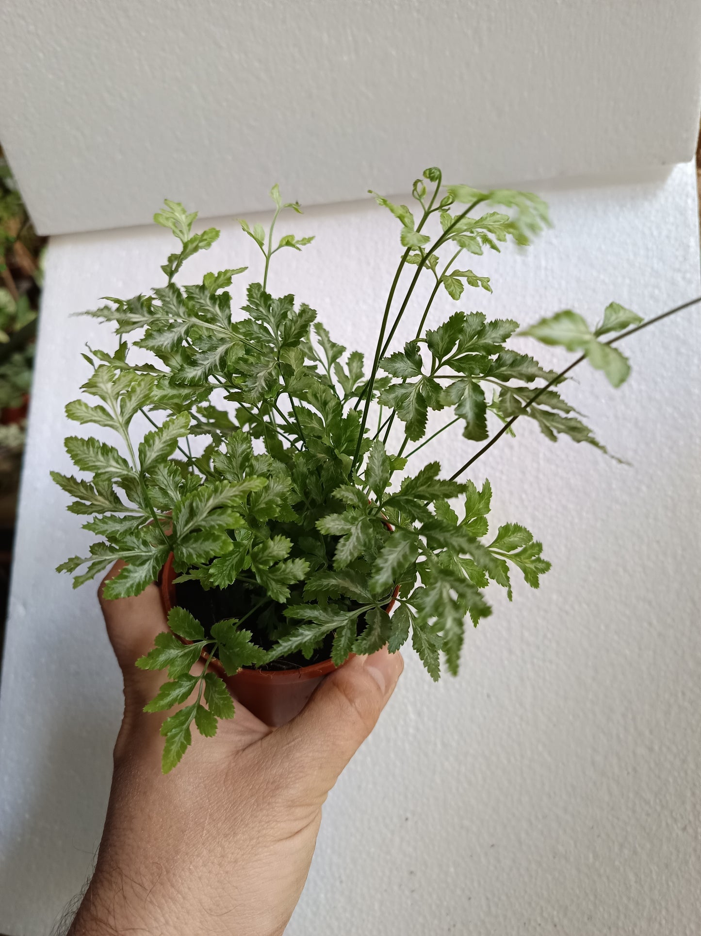 1 Helecho  SURTIDO ALEATORIO Plantas De Interior Ø8