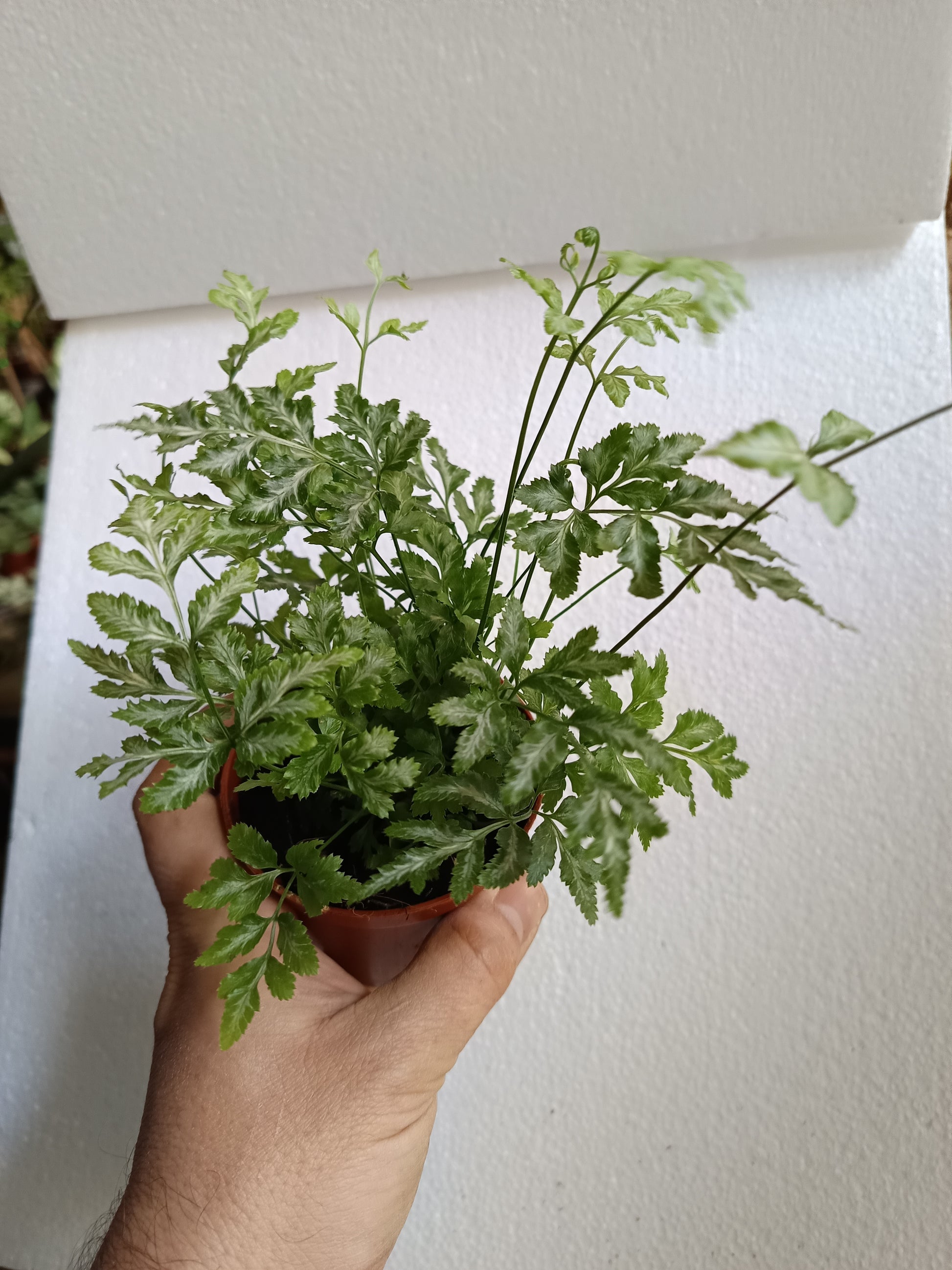 1 Helecho  SURTIDO ALEATORIO Plantas De Interior Ø8