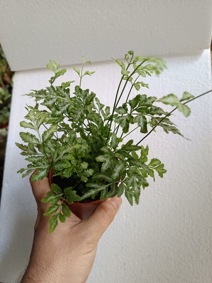 1 Helecho  SURTIDO ALEATORIO Plantas De Interior Ø8