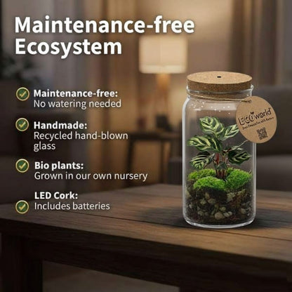 Mini Terrario De Plantas Ø11 Cm - Ecosistema Cerrado En Cristal_2