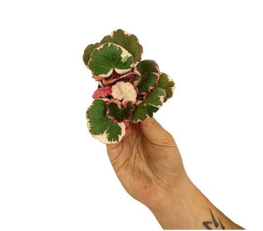 Saxifraga Stolonifera M6_0