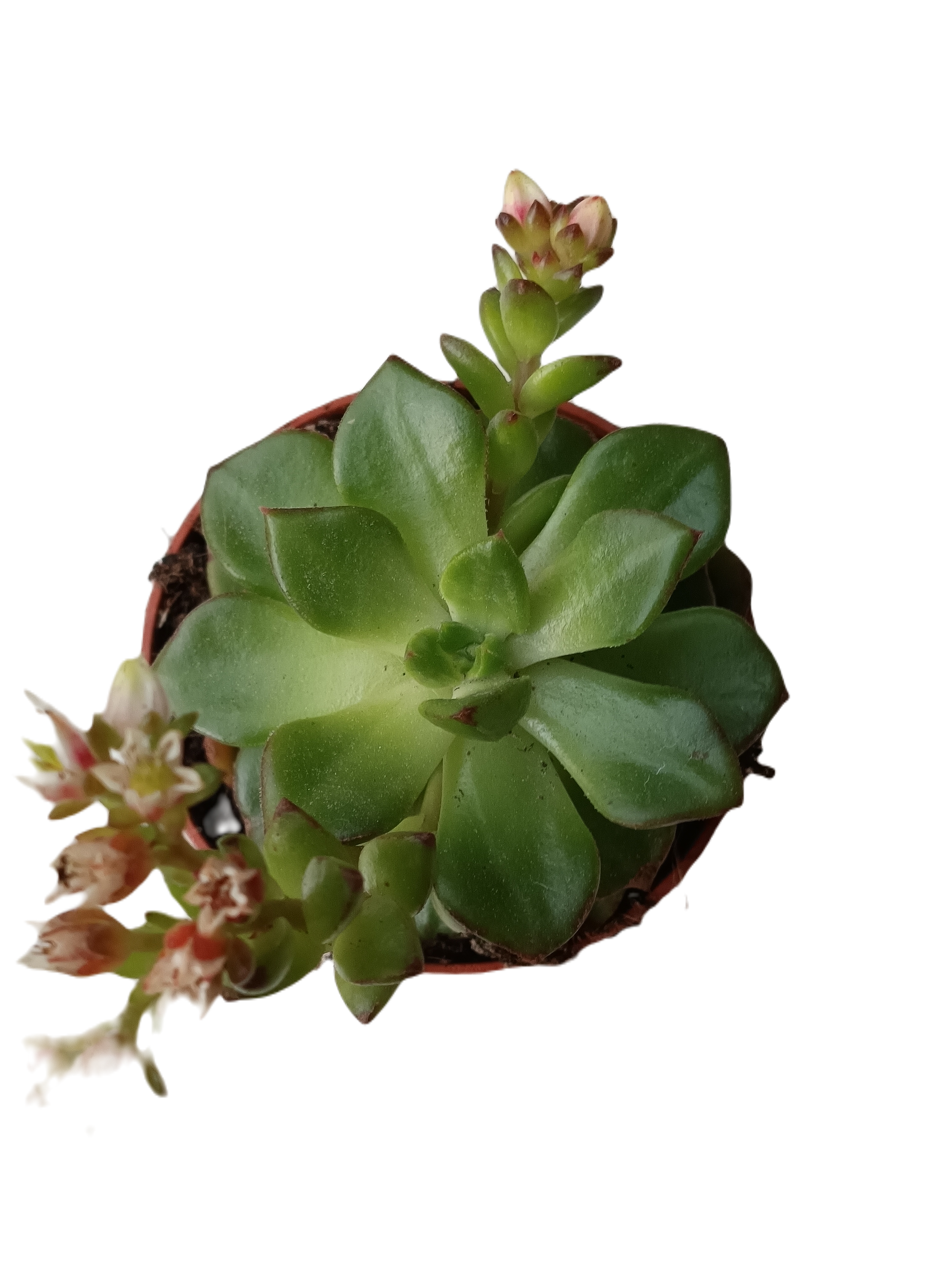 Echeveria Letizia Planta Suculenta de sol Ø5 cm