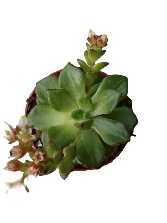 Echeveria Letizia Planta Suculenta de sol Ø5 cm