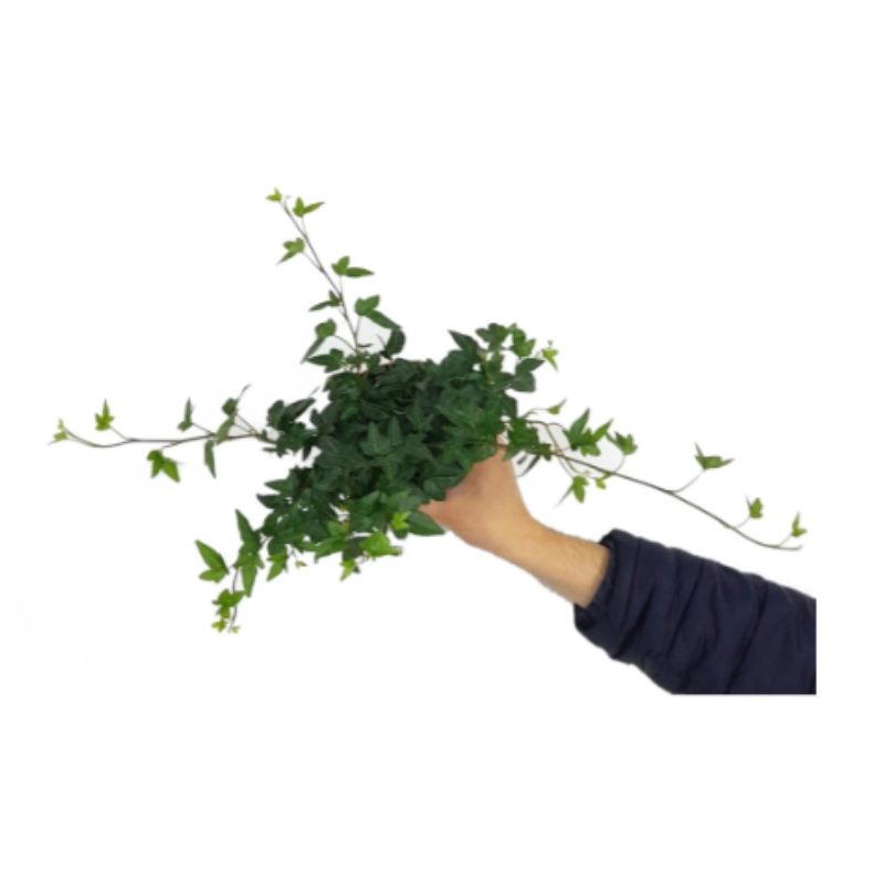 Hedera Helix M13 40cm_0