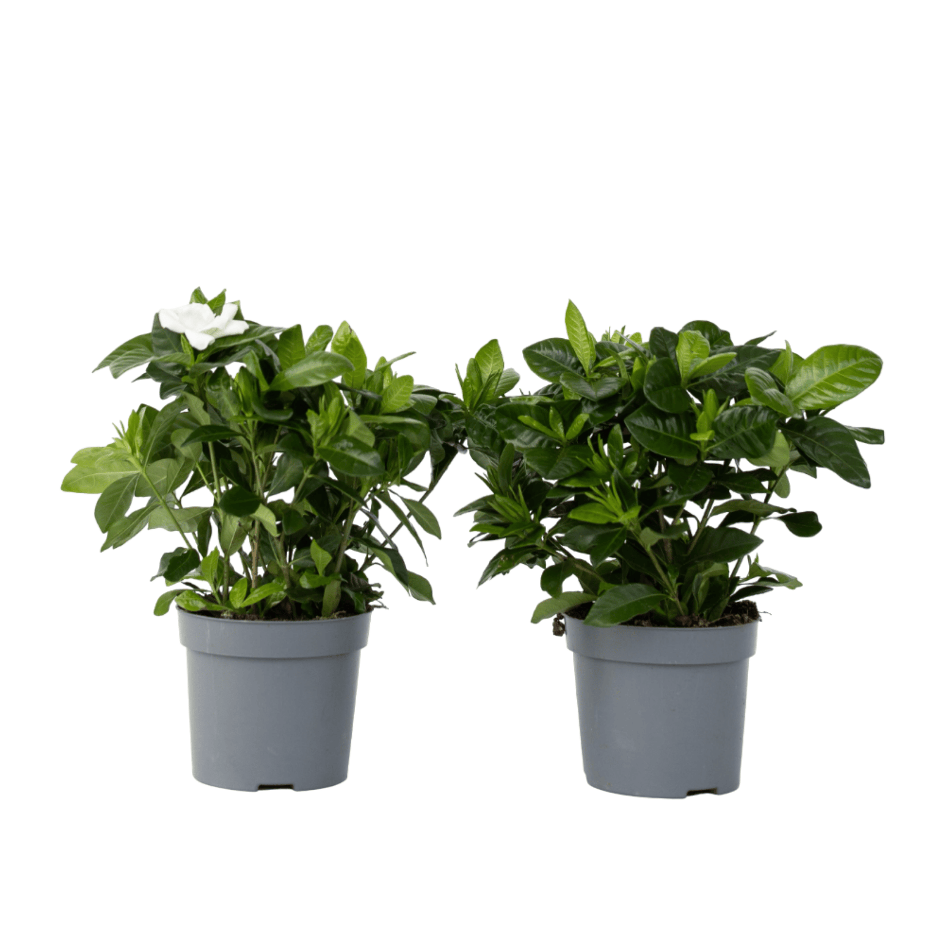 Jazmín De Arabia - 2 Pzs - Gardenia Jasminoides - Altura 20-30cm - ⌀13cm