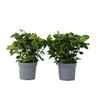 Jazmín De Arabia - 2 Pzs - Gardenia Jasminoides - Altura 20-30cm - ⌀13cm