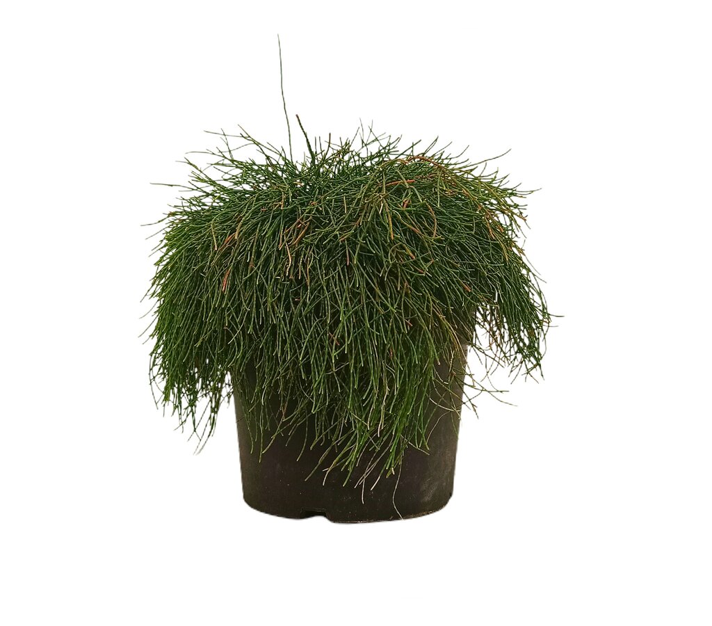 Casuarina Glauca M19 25cm_0
