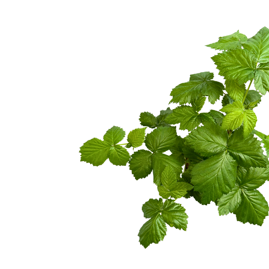 Frambuesa Roja En Maceta De 2l