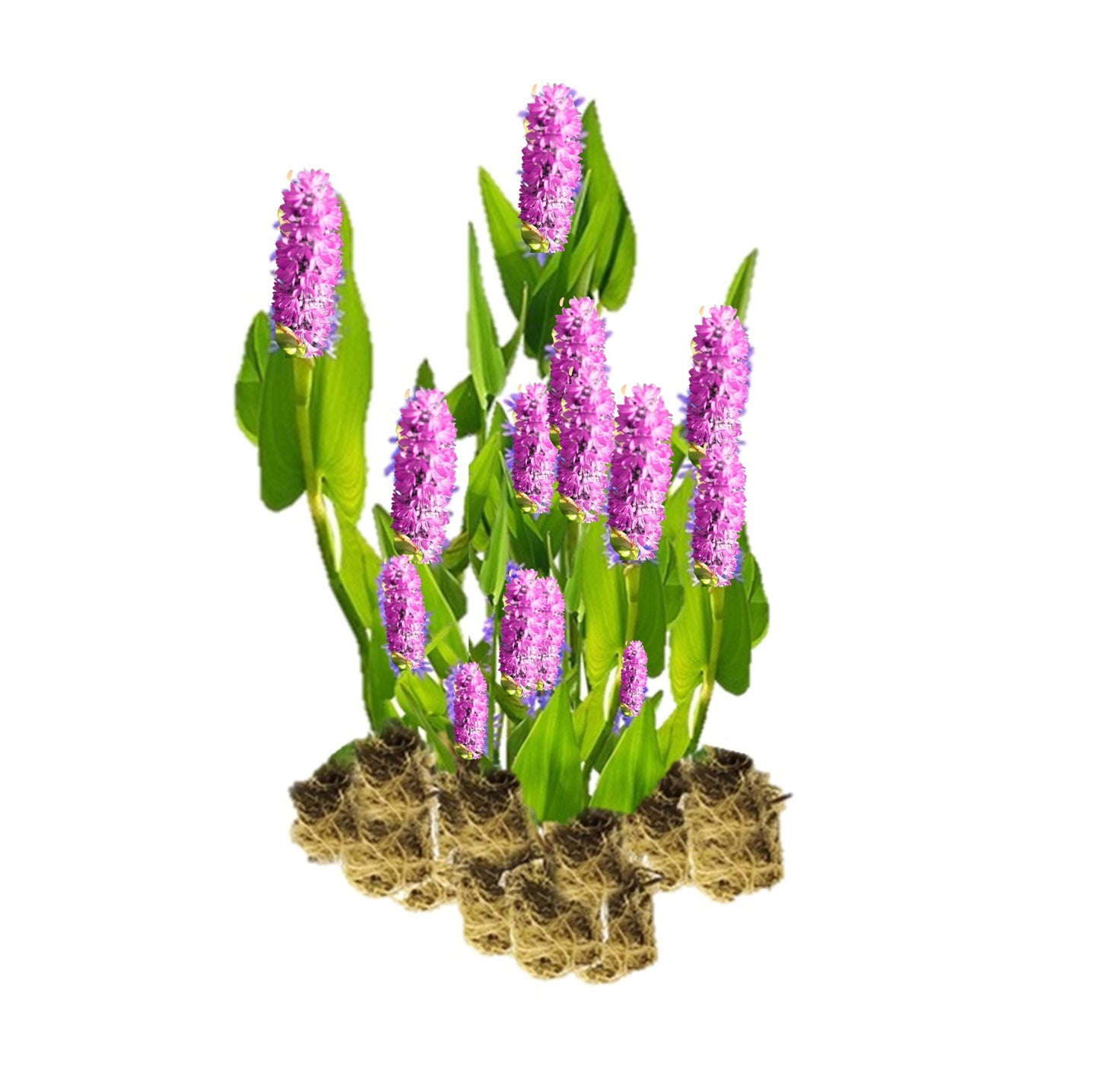 Pontederia Rosa - Pontederia Cordata - 15 Plantas_0