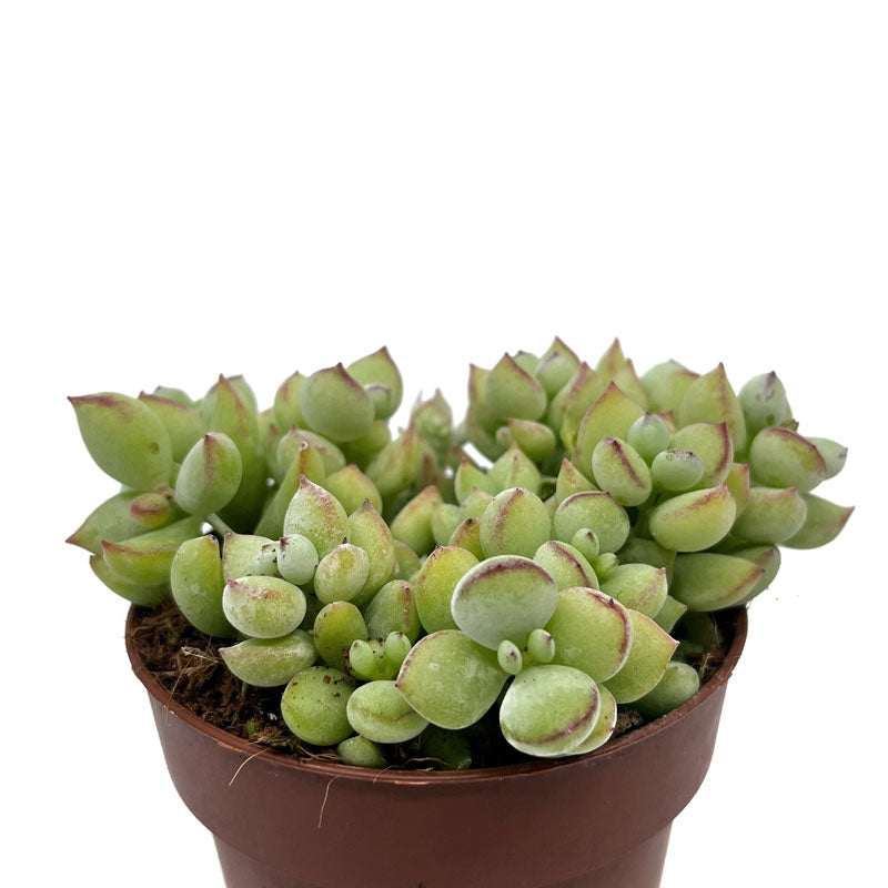 Cotyledon Pendens Cactus Y Suculentas