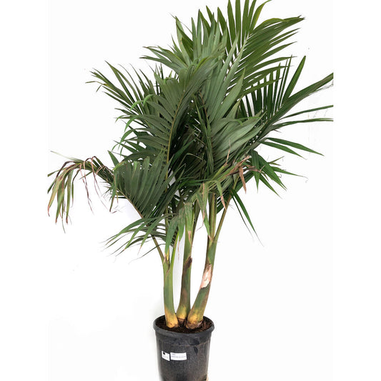 Archontophoenix Alexandrae Grupo M32 160cm (palmera De Alejandría)_0