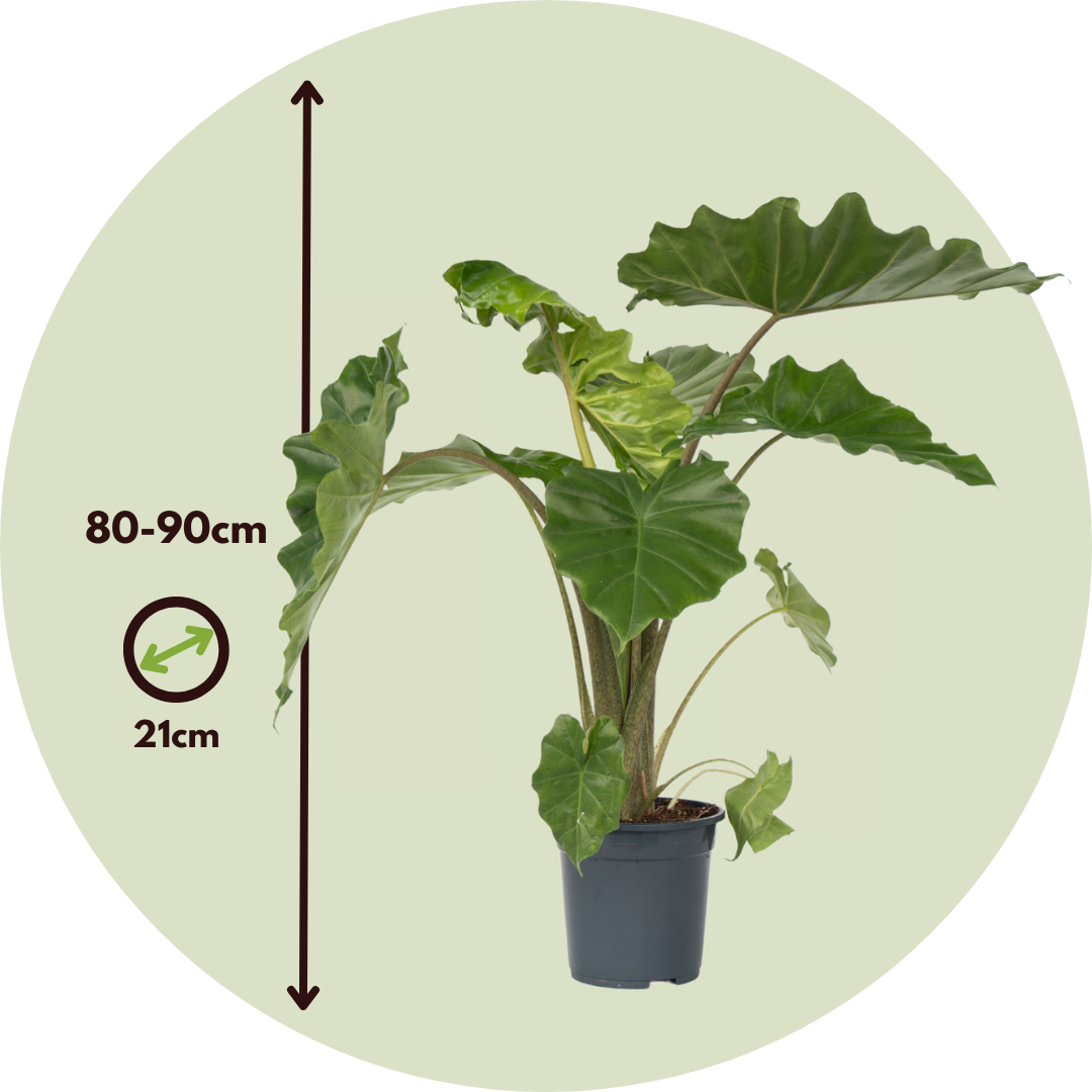 Oreja De Elefante - Alocasia Portodora - Altura 80-90cm - ⌀21cm_2