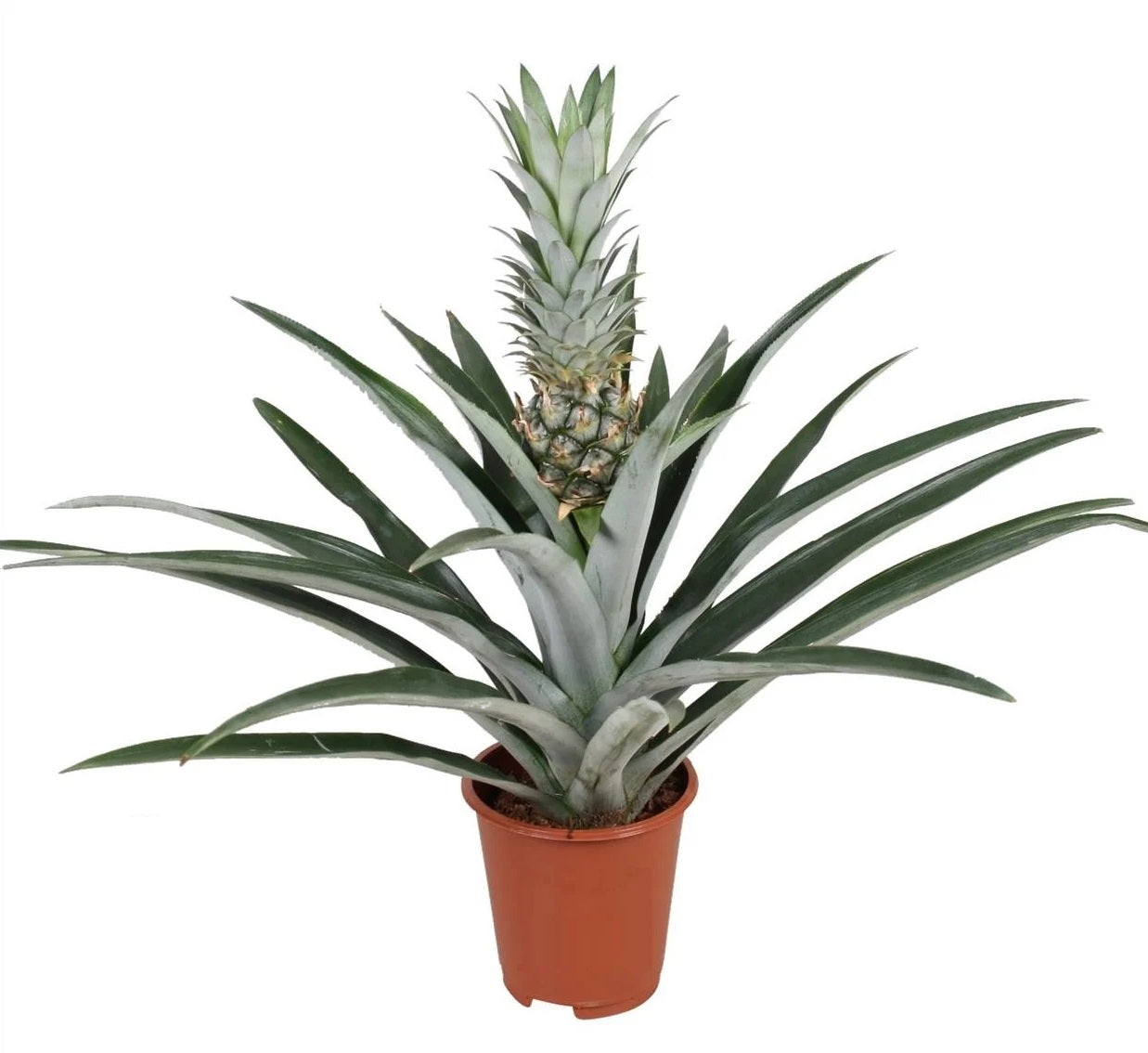 Planta De La Piña - Ananas Comosus - Altura 45-55cm - ⌀14cm_0