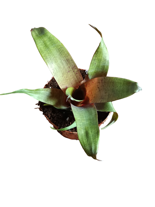 Vriesea Tropical Day Mini Planta De Interior 8 Cms