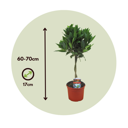 Laurel - Laurus Nobilis - Altura 60-70cm - ⌀17cm_2