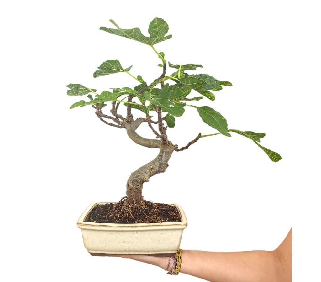 Bonsái Higuera 12 Años (ficus Carica)