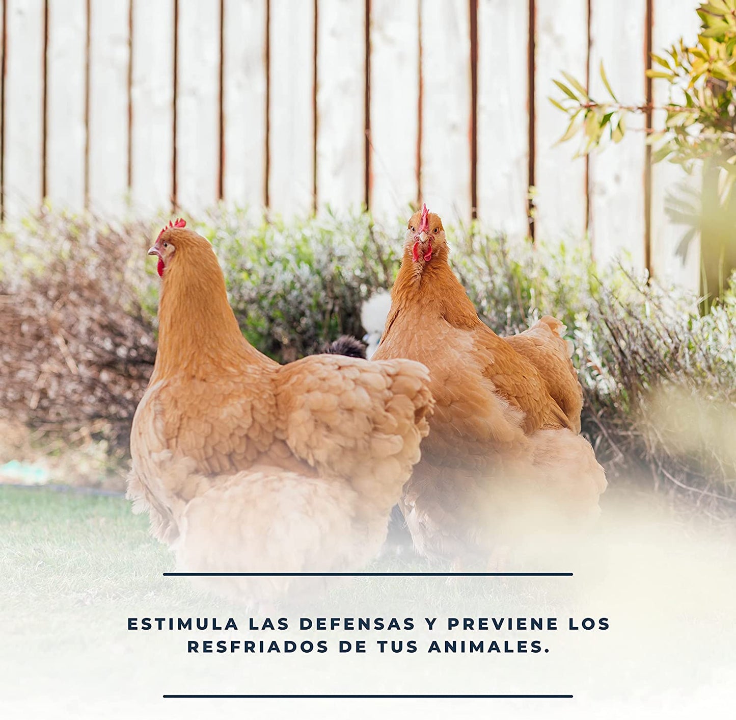 Pack 3 productos para resfriado en aves: Solurespi + Solufrío + Solustress - Alivio catarro gallinas (ref. Slpck4)_3