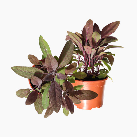 Maceta Salvia Morada 10,5 Cm - Plantabo_0