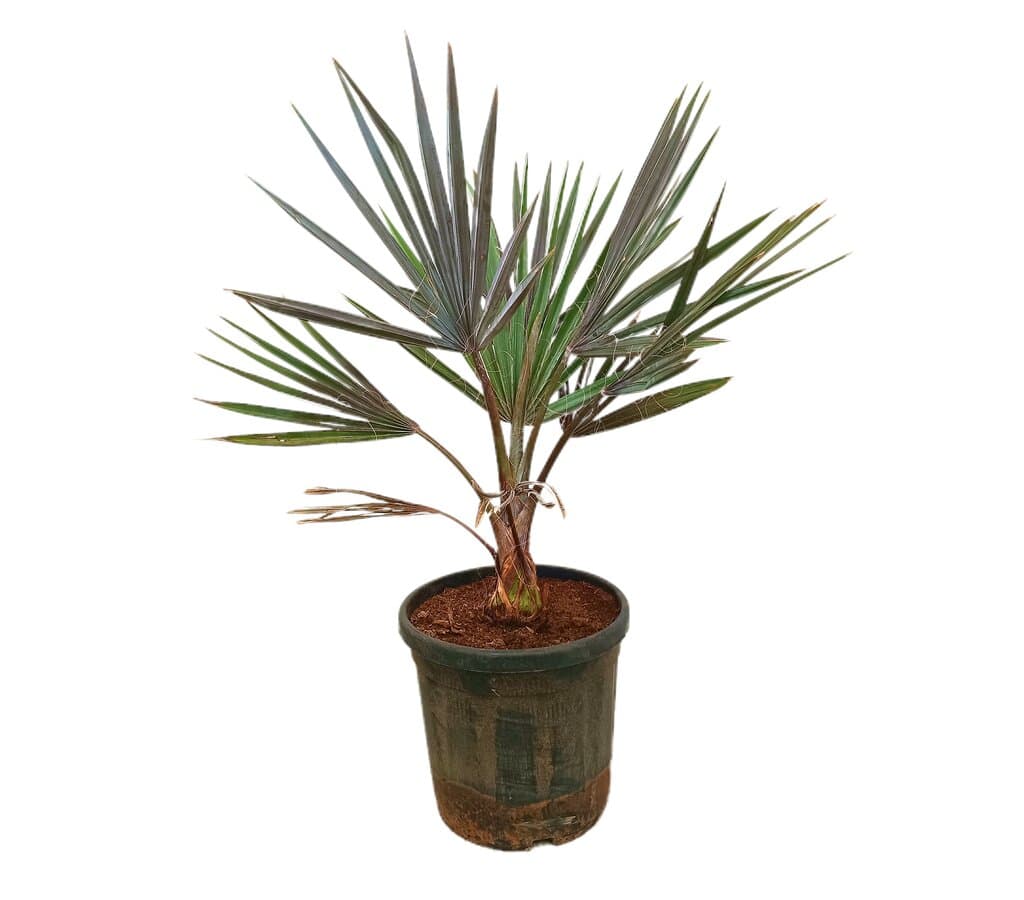 Bismarckia Nobilis M32 80-100cm_0