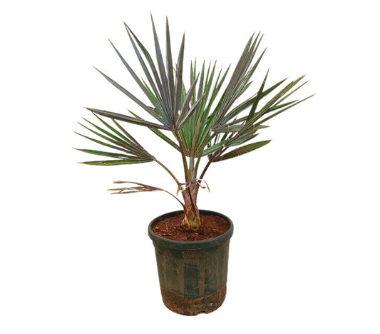 Bismarckia Nobilis M32 80-100cm_0