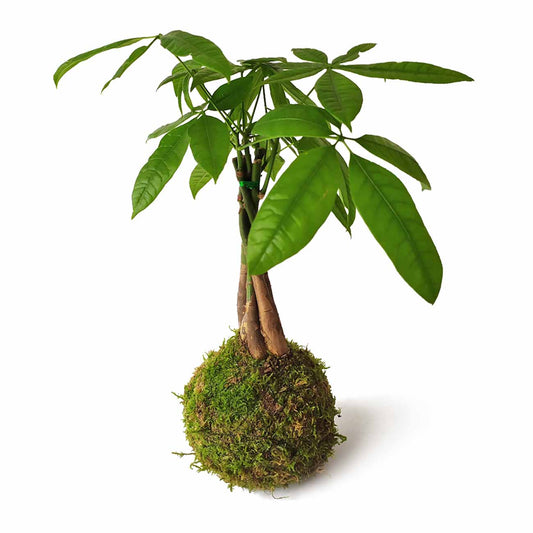 Pachira En Kokedama_0