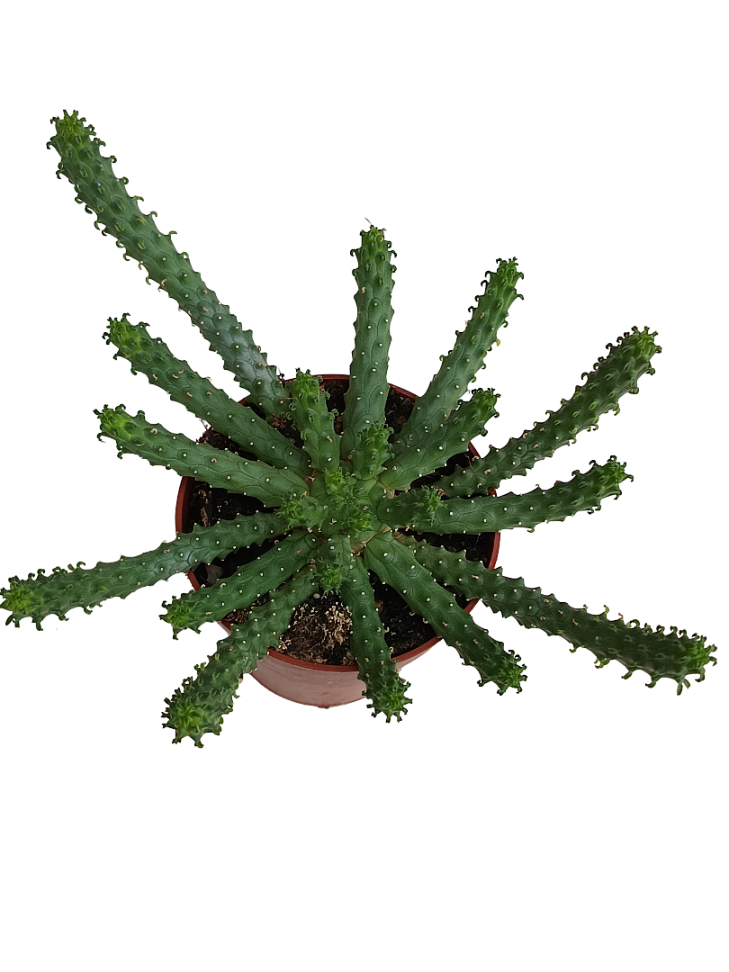 Euphorbia Caput Medusae Planta Suculenta Ø8_0