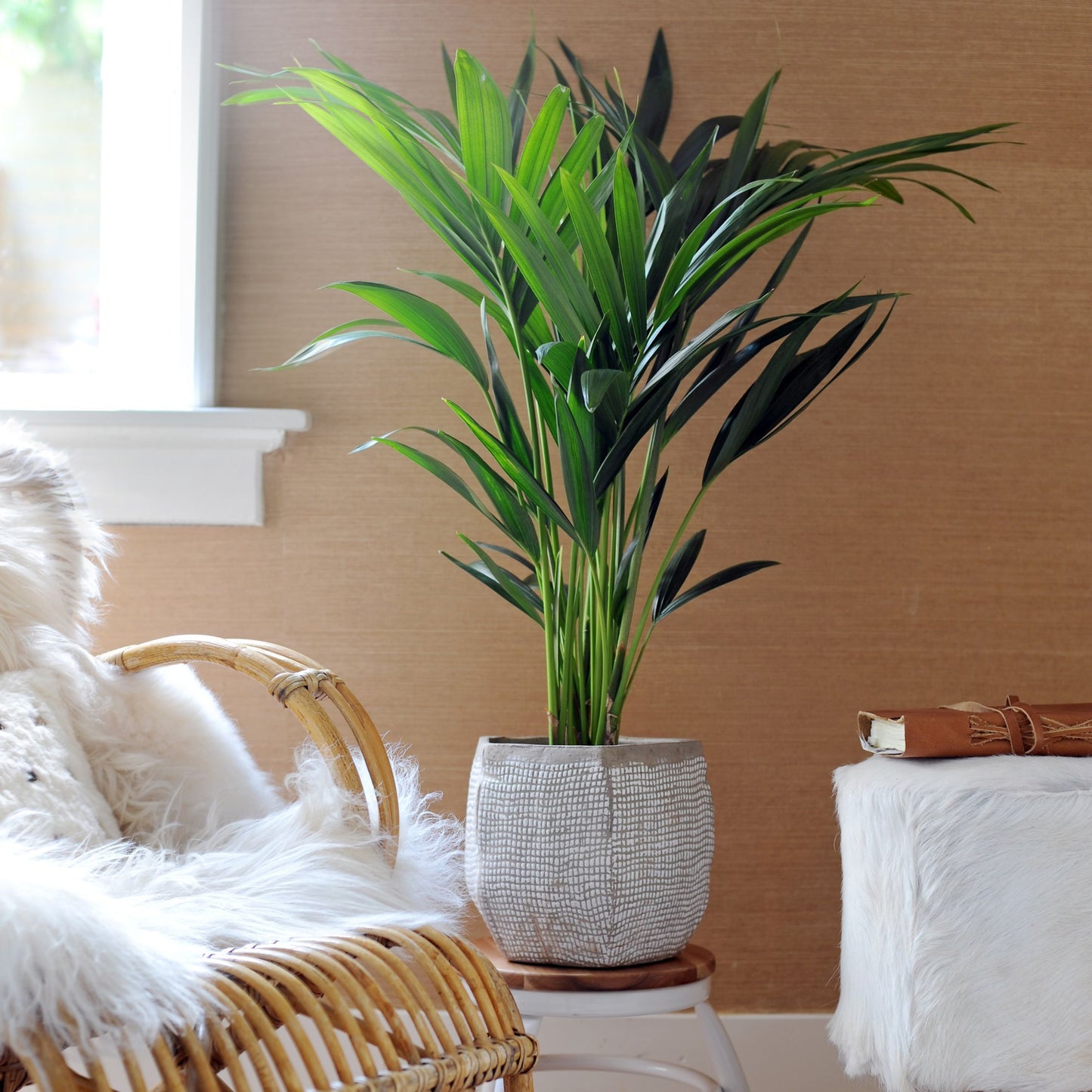 Palma Kentia - Howea Forsteriana - Altura 130-140cm - ⌀21cm