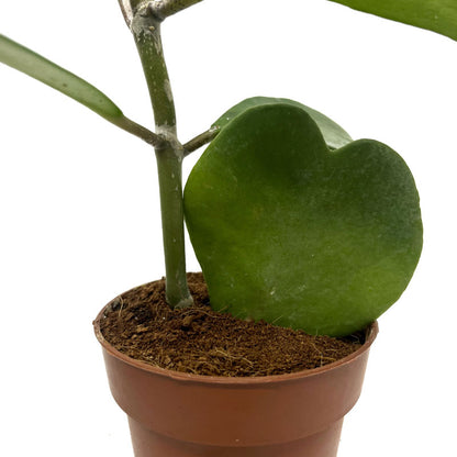 Hoya Kerrii Planta Corazon Cactus Y Suculentas_3