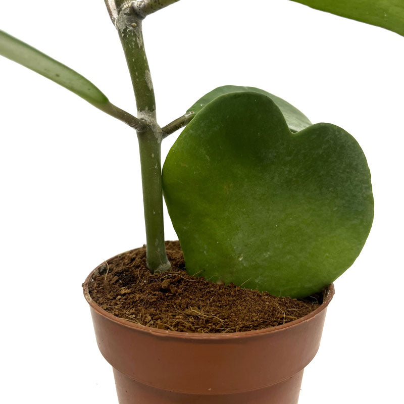 Hoya Kerrii Planta Corazon Cactus Y Suculentas_3
