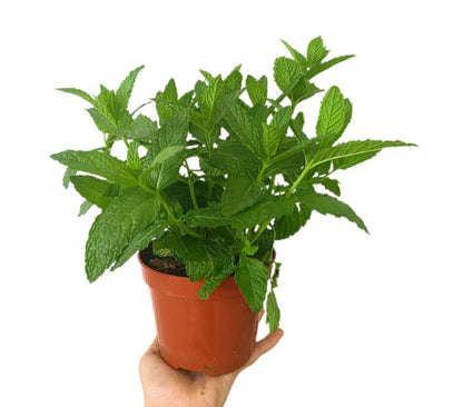 Pack 10 Unidades De Aromáticas_2