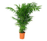 Chamaedorea Elegans M20 100cm