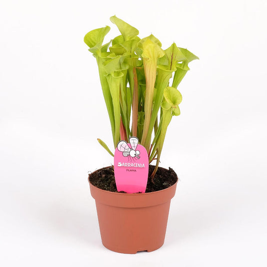 Sarracenia Flava M12 35cm_0
