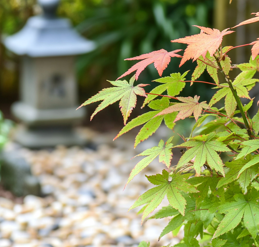 Arce Japonés - 4 Pzs - Acer Palmatum 'orange Dream' - Altura 25-40cm - ⌀105cm_4